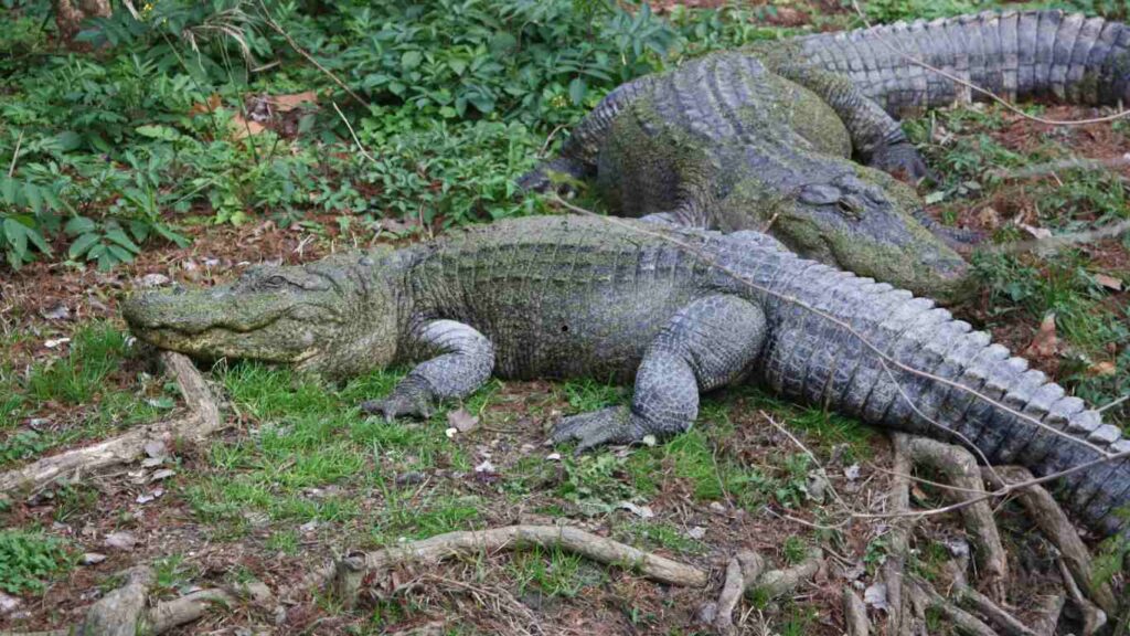 Alligators Hibernate