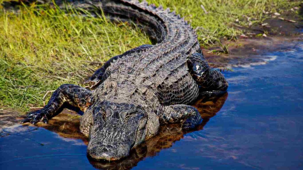 Alligators Hibernate