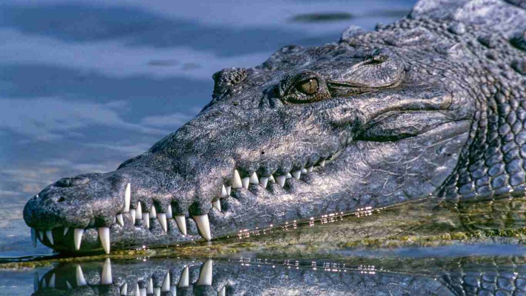 Alligators Hibernate