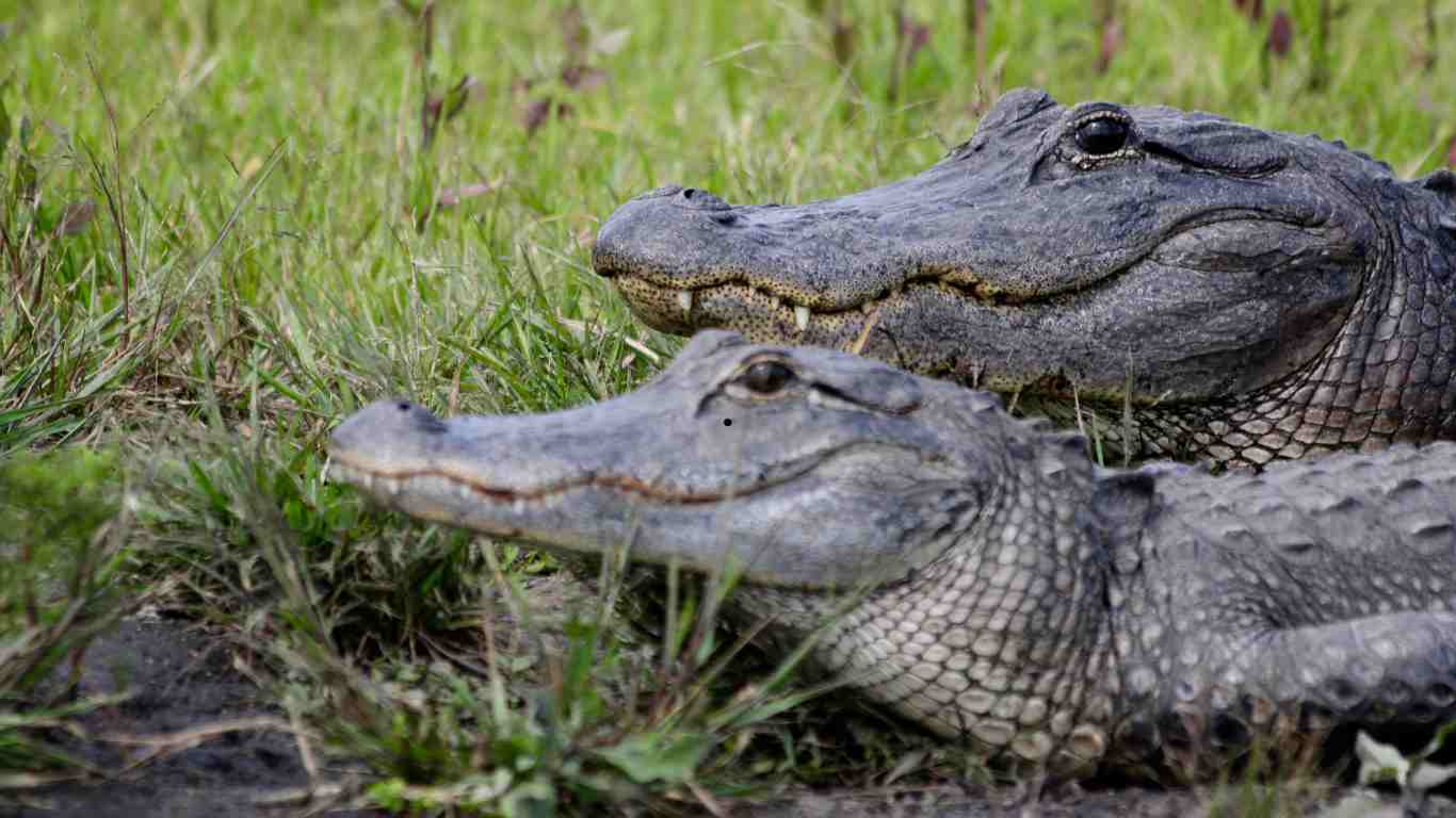 Alligators Hibernate