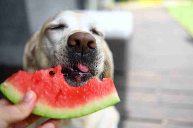 Can Dogs Eat Watermelon Rind? A Comprehensive Guide