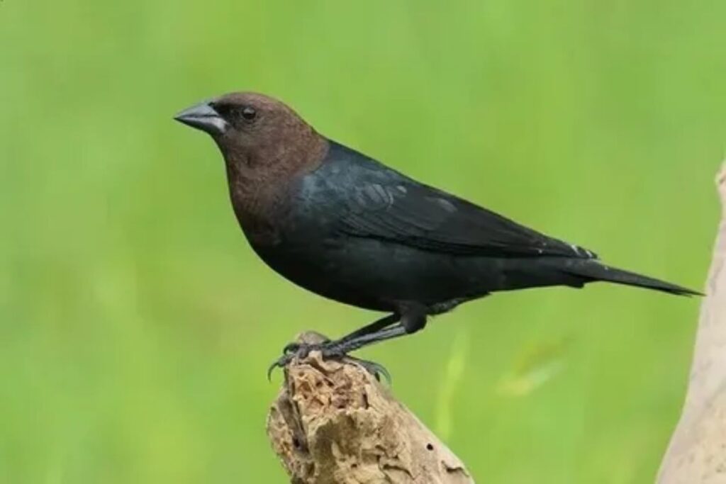 Cowbirds