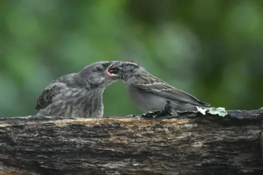 Cowbirds