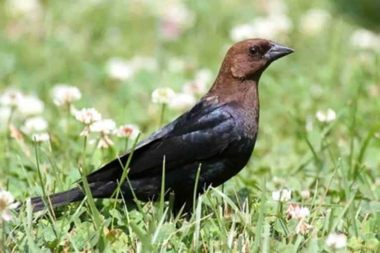 Cowbirds