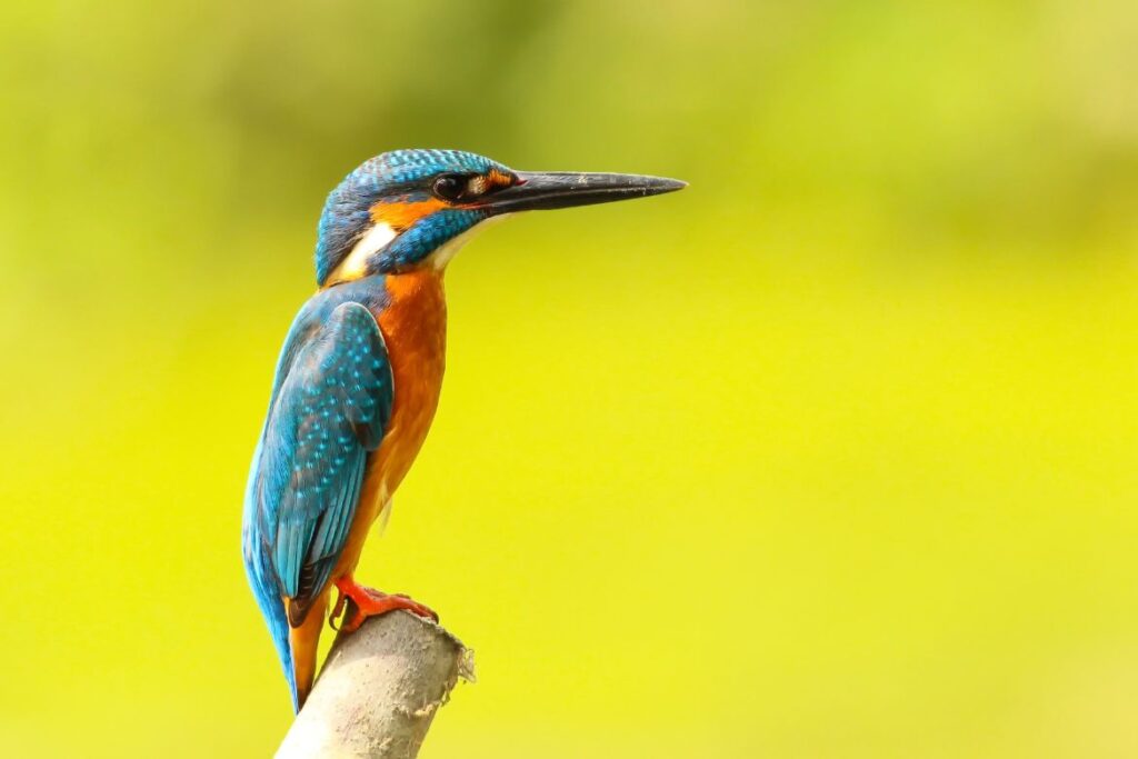 Crested Woodland Bird: A Glimpse into Nature’s Majestic Avian Species