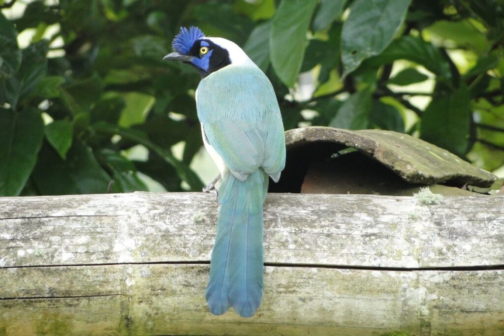 Crested Woodland Bird: A Glimpse into Nature’s Majestic Avian Species