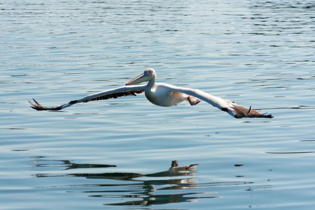 Crested Woodland Bird: A Glimpse into Nature’s Majestic Avian Species