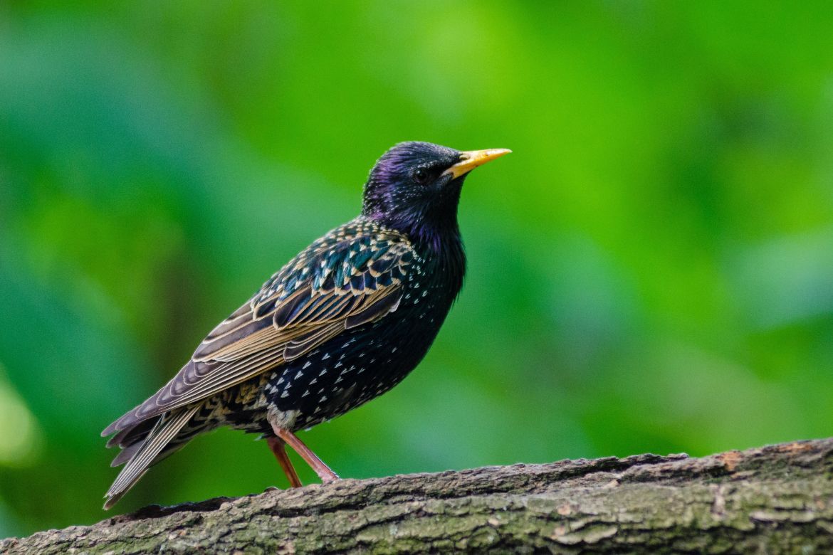 Crested Woodland Bird: A Glimpse into Nature’s Majestic Avian Species