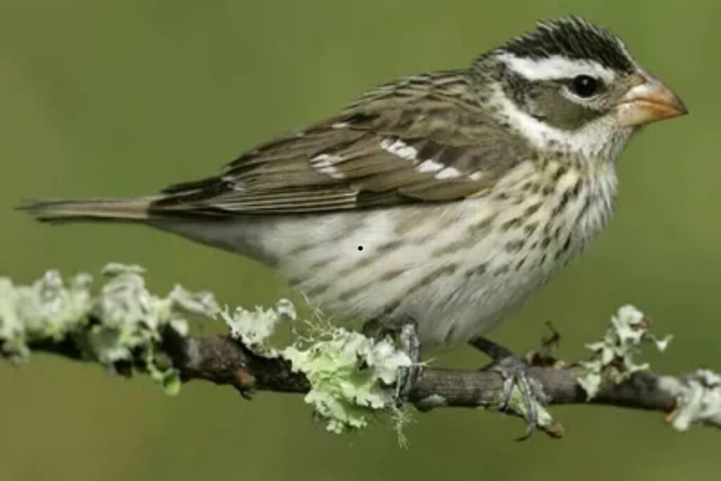 Missouri Birds