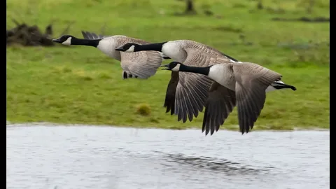 do Canadian geese mate for life