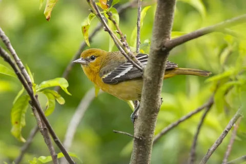 Oriole Birds: Nature’s Vibrant Singers