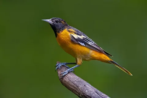 1. Introduction to Orioles