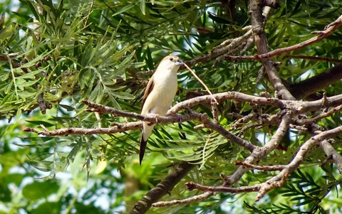 Overview of Birds in Indiana