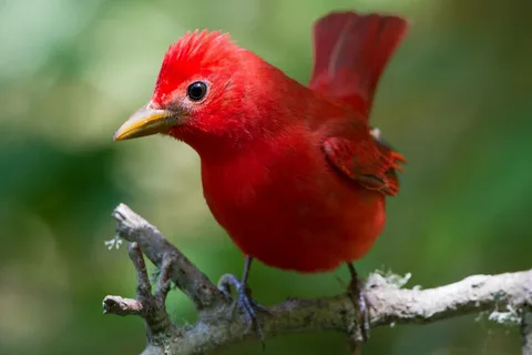 Common Backyard Birds in Indiana