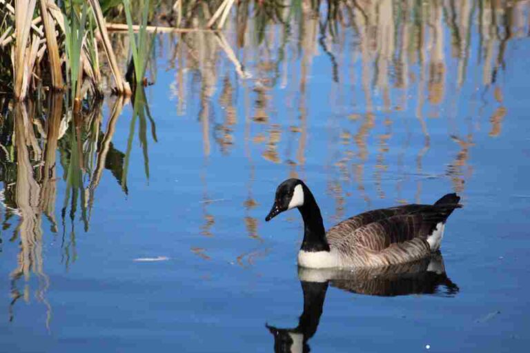 what is a fortunate swimming bird