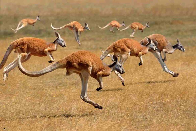 Are Kangaroos Smart?