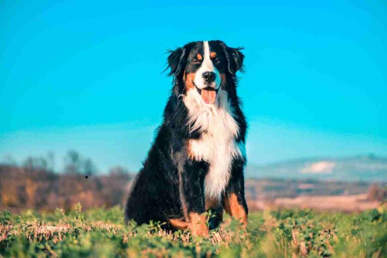 Bernese Mountain Dog Rescue: A Guide to Finding and Supporting These Gentle Giants