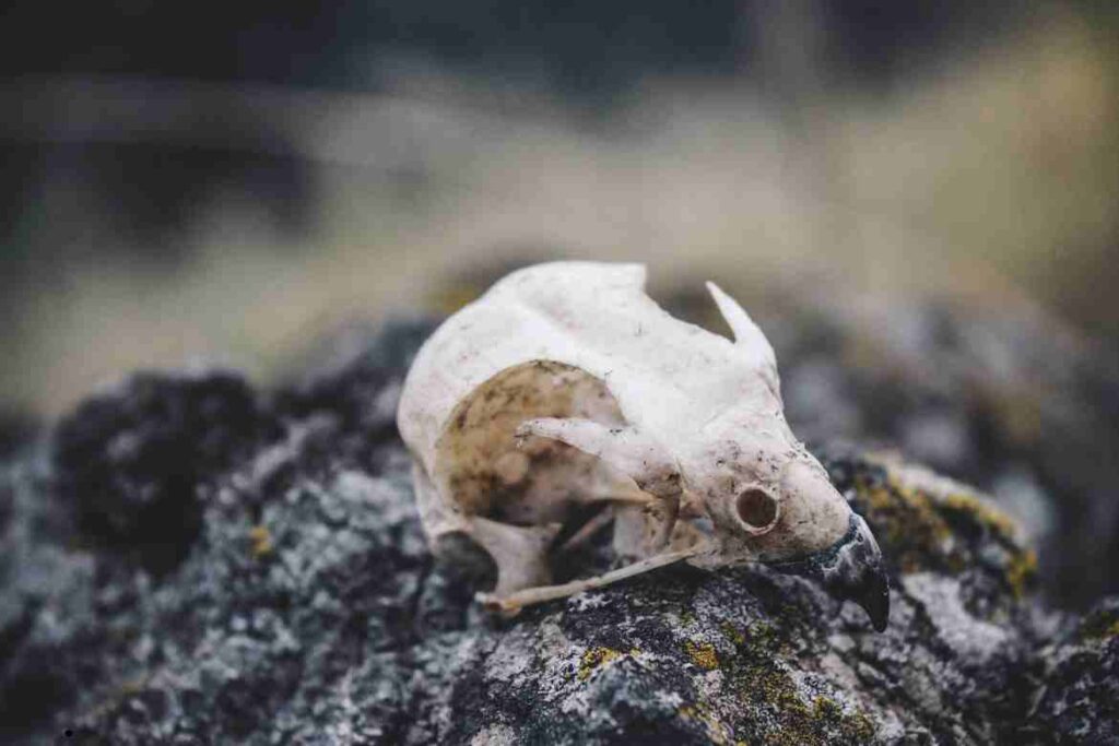 Bird Skull