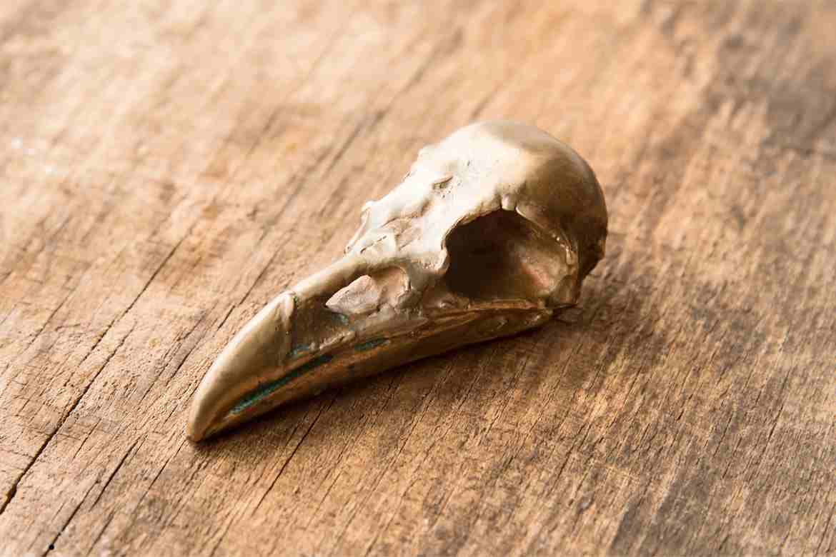 Bird Skull: A Study in Form and Function