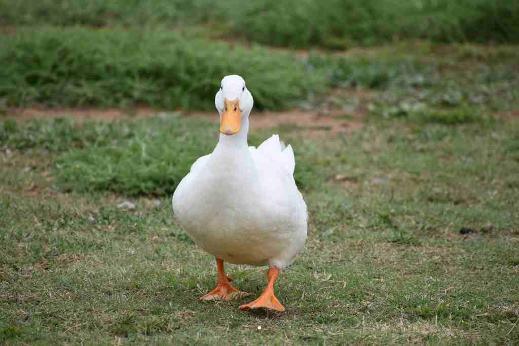 Can Ducks Eat Cantaloupe?