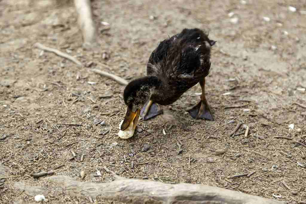 Can Ducks Eat Cantaloupe?