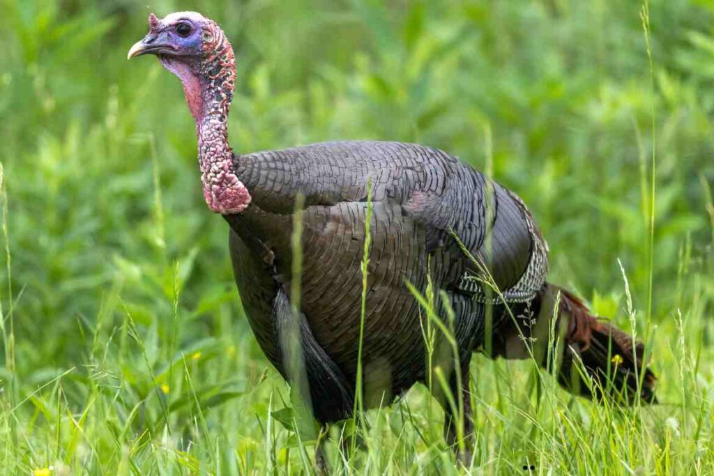 Can Turkeys Eat Bread?