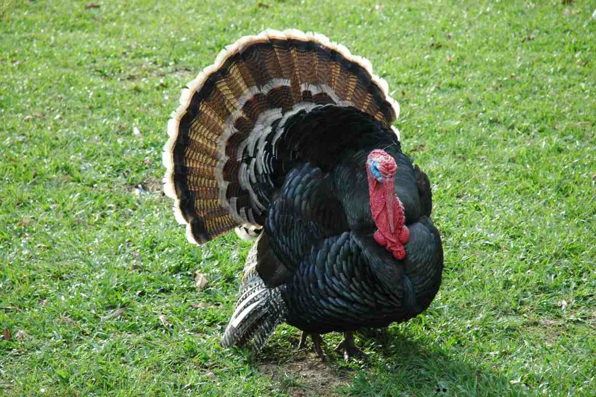 Can Turkeys Eat Bread?