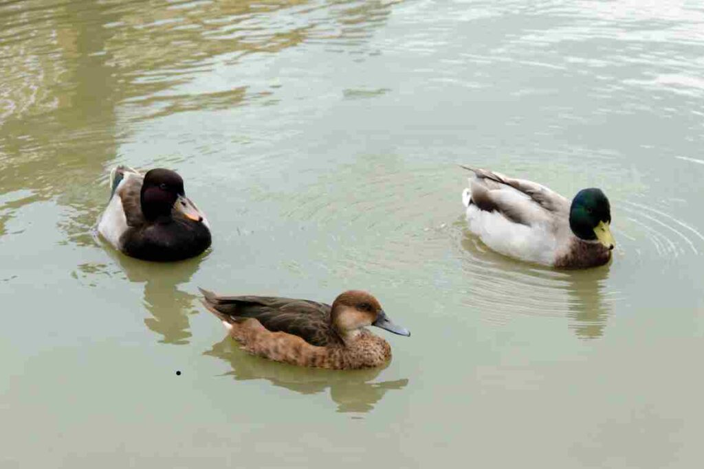 Duck With White Chest And Black Head