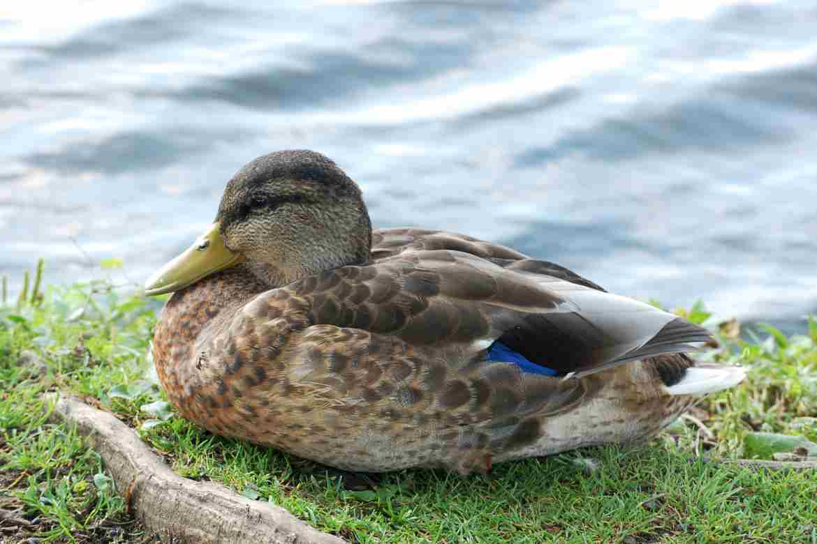 Duck With White Chest And Black Head