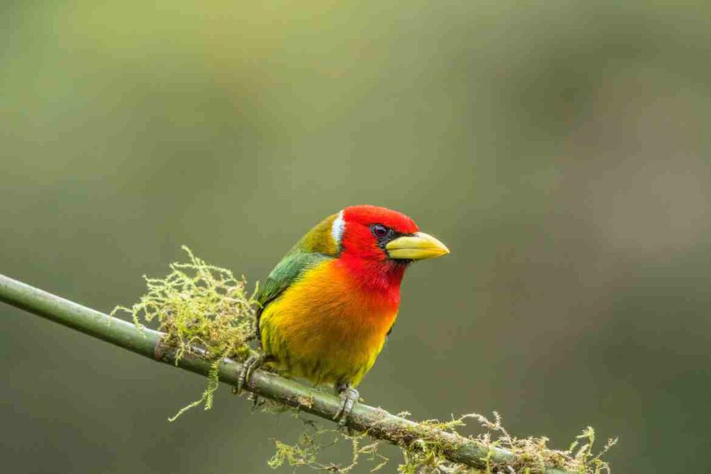 Mexican Red Headed Bird: A Brilliant Avian Wonder