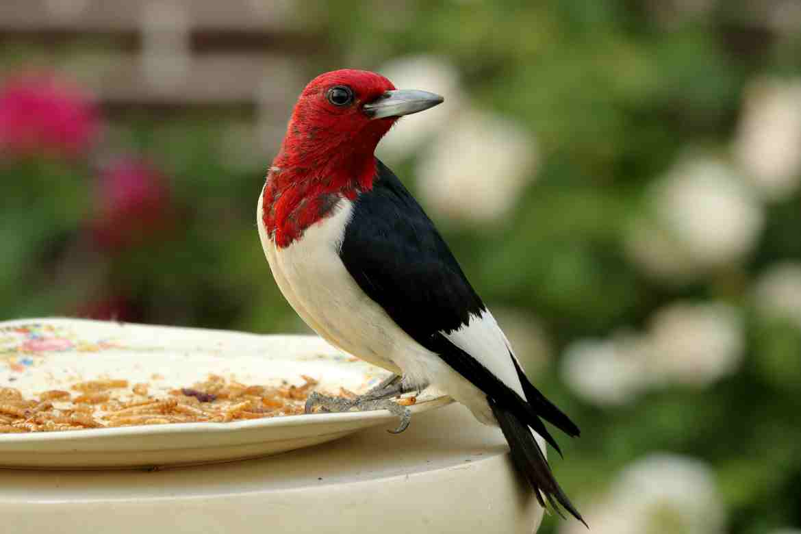 Mexican Red Headed Bird: A Brilliant Avian Wonder