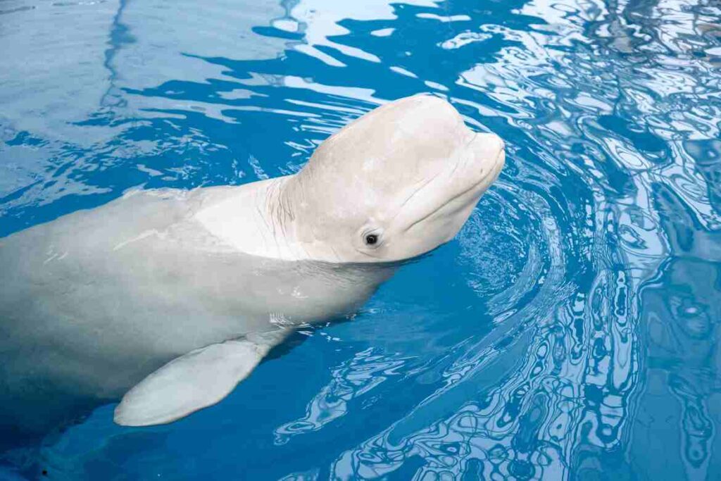 beluga whale with down syndrome