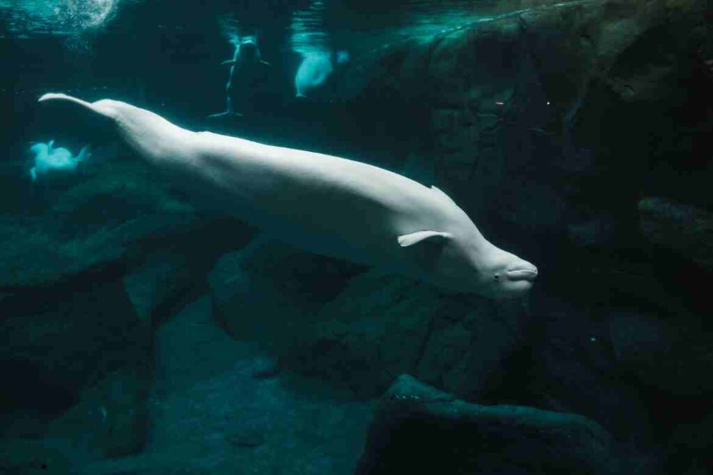 beluga whale with down syndrome