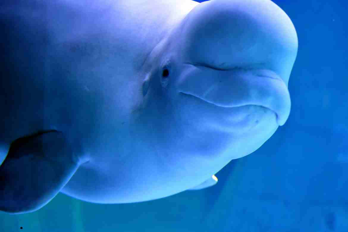 beluga whale with down syndrome