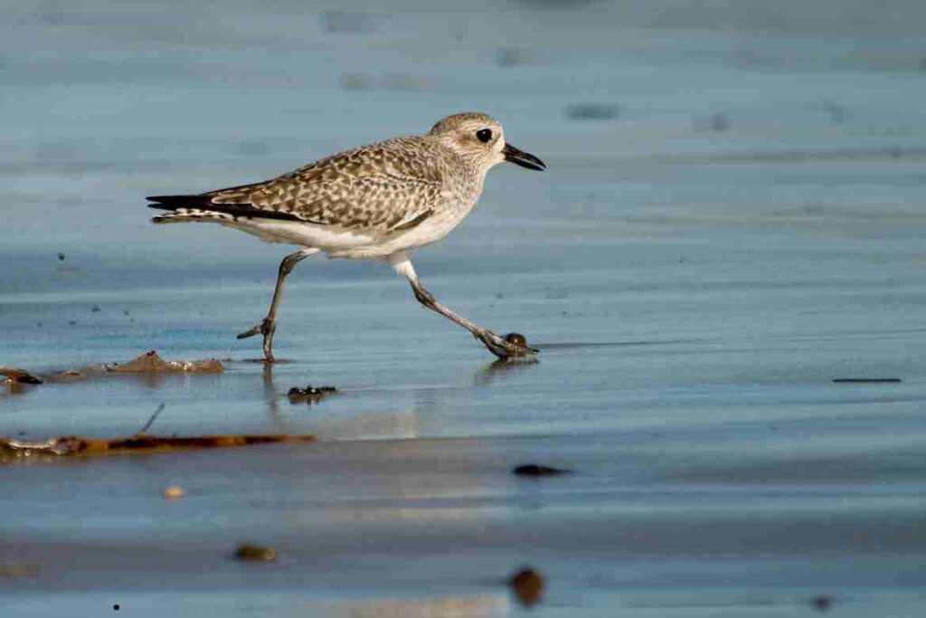 crocodile and plover bird relationship articles for students