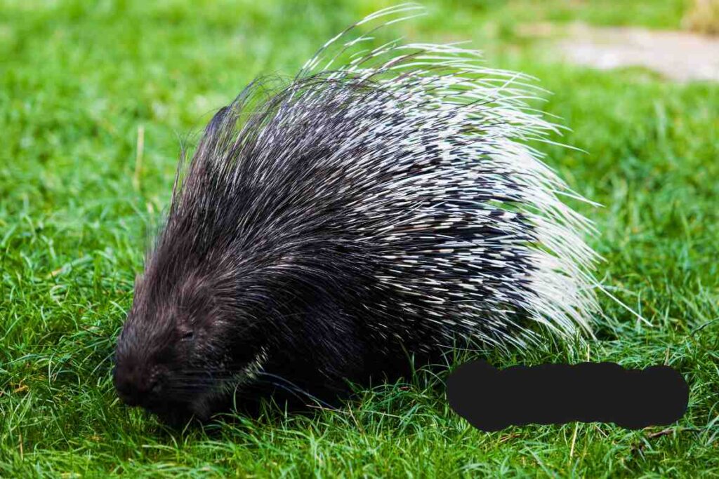 do porcupines live in georgia