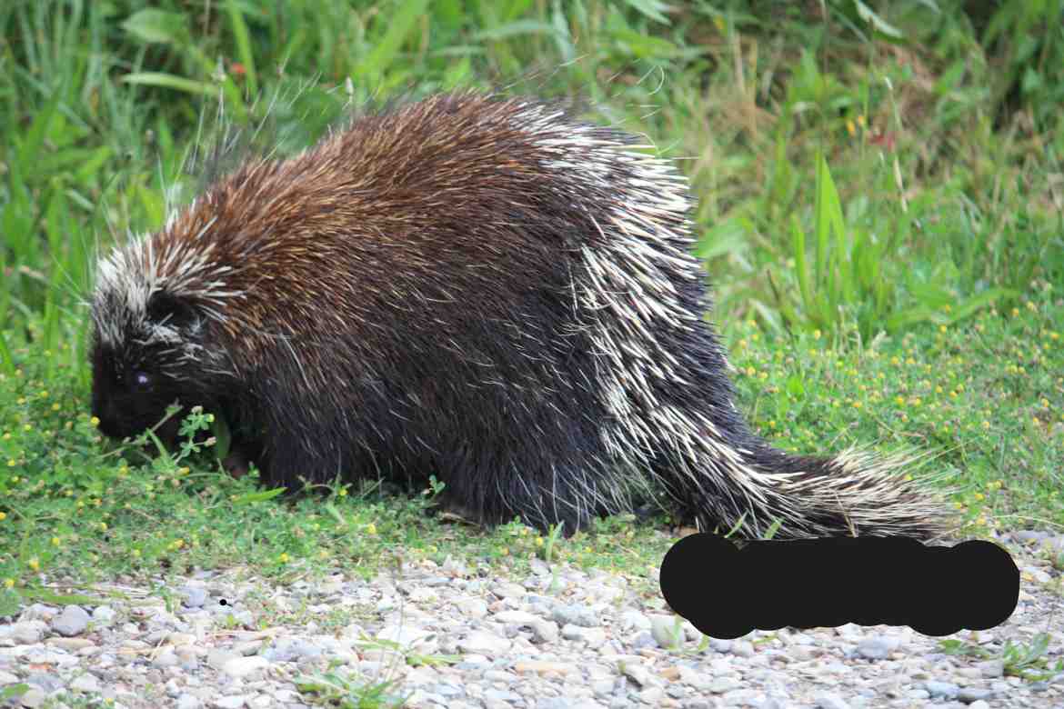 do porcupines live in georgia